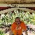 Sinan, 60, Frankfurt